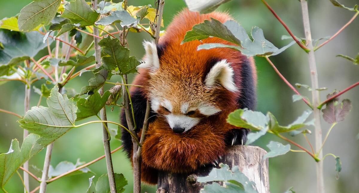 red panda on tree